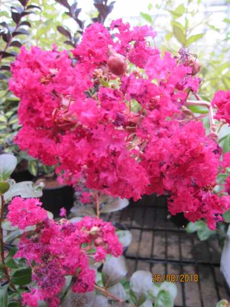 Lagerstroemia Purely Purple